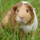 Exxo Care Pet Health Plans