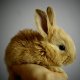 Exxo Care Plus Pet Health Plans